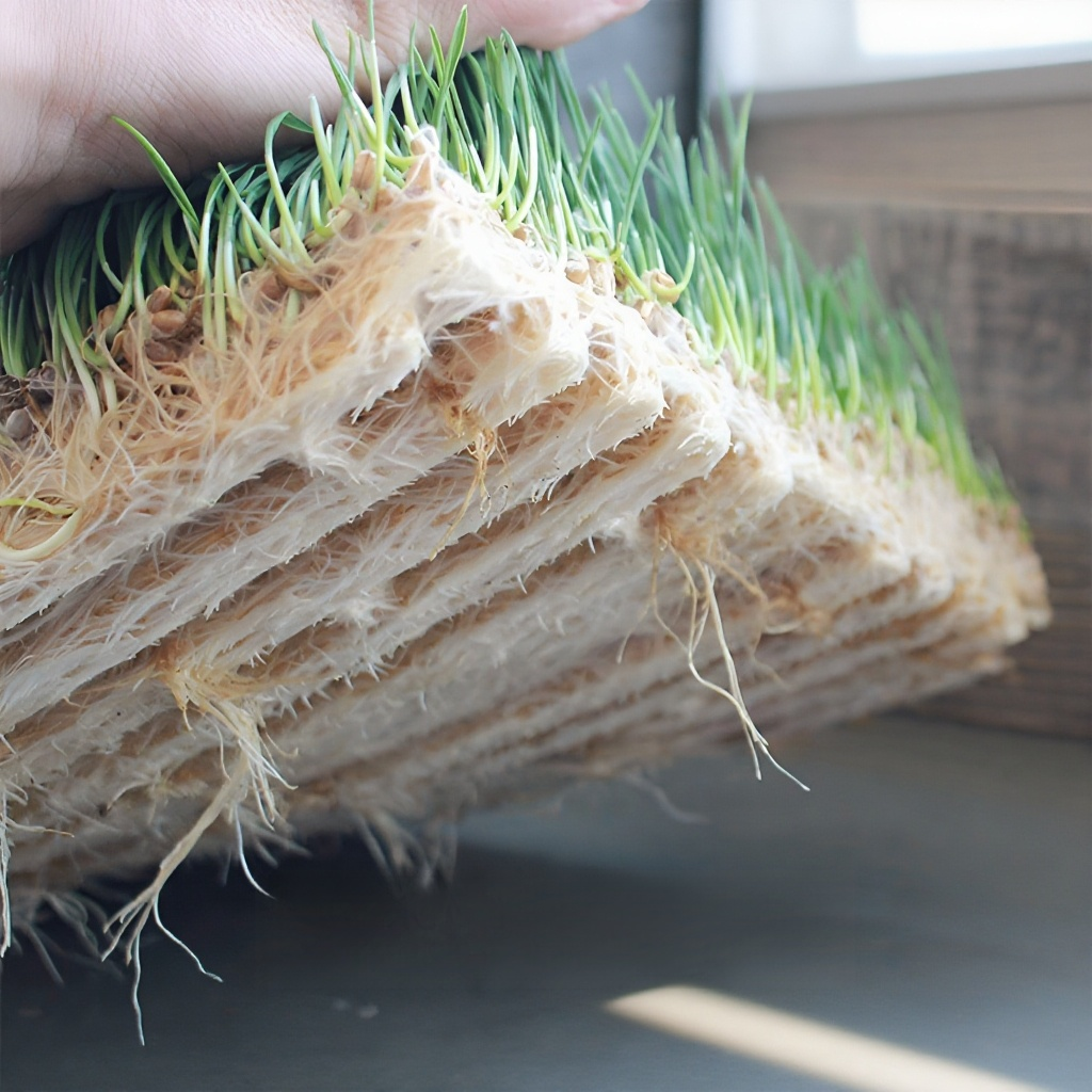 初心者でも簡単に使える植物成長キット