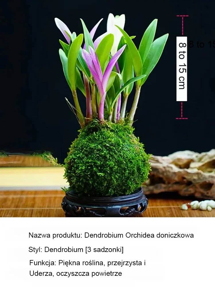 Roślina doniczkowa z orchideą kamienną do poprawy snu i oczyszczania powietrza