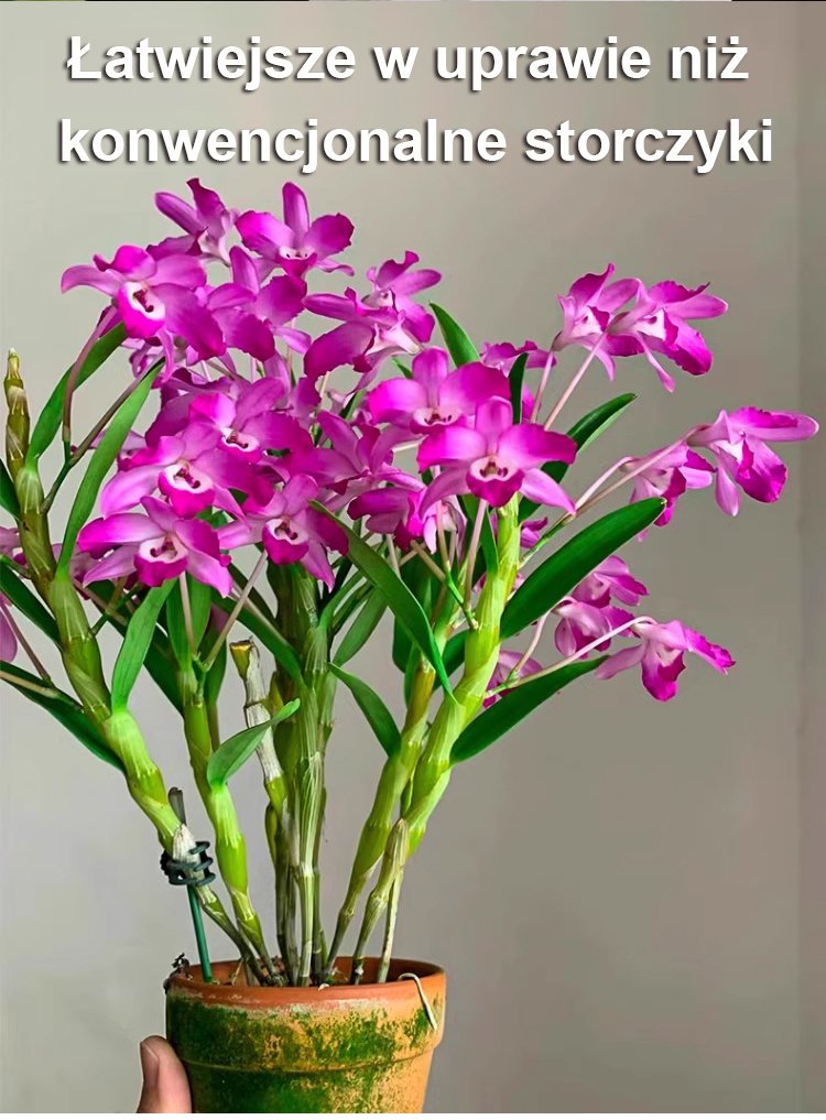 Orchidea kamienna – naturalny filtr powietrza
