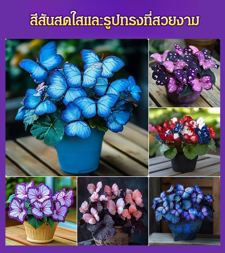 เครื่องประดับรูปผีเสื้อพระจันทร์