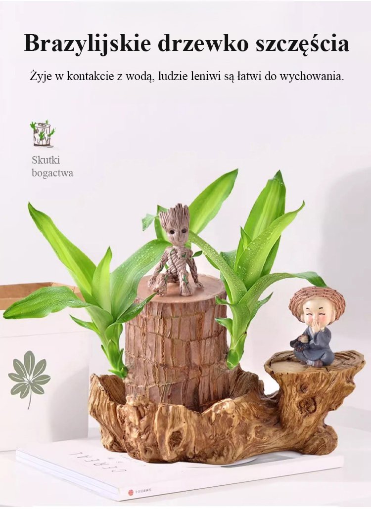 Szczęśliwa roślina brazylijska na parapecie