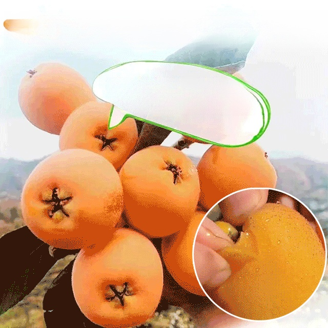 죽봉 소금 말린 비파 