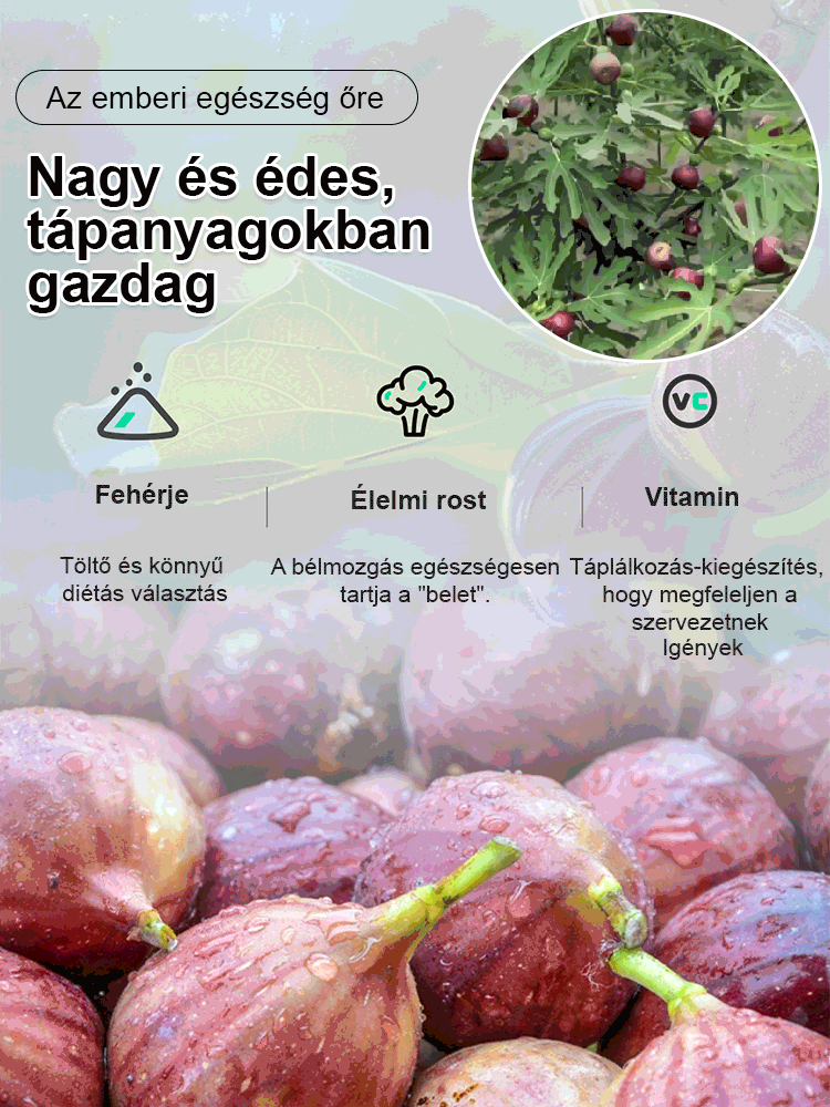 【Magas tápértékű】füge magok