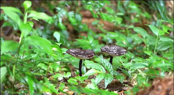 b758cbbccf254759a91c902f075398d3.gif