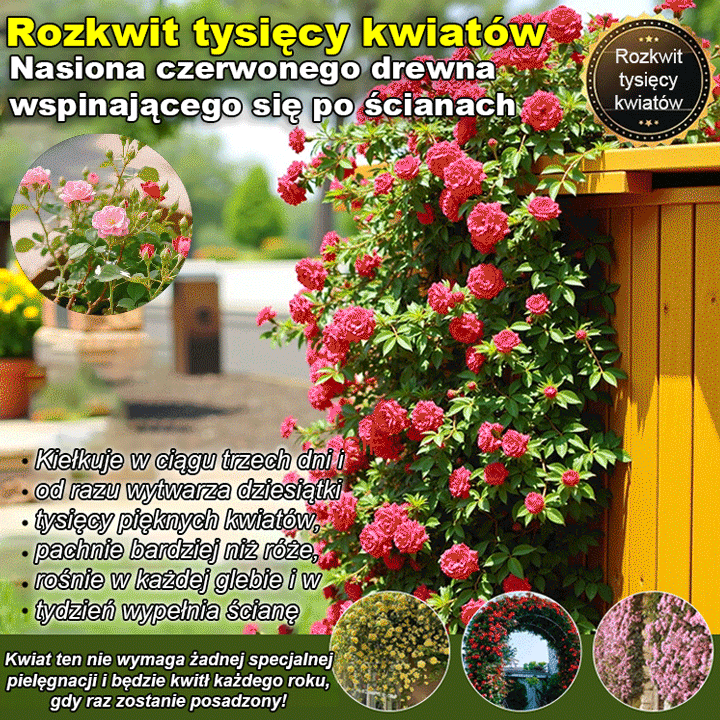 Rozkwit tysięcy kwiatów Nasiona czerwonego drewna wspinającego się po ścianach