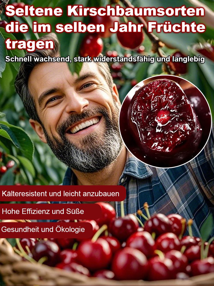 Seltene Kirschbaumsetzlinge, die im selben Jahr fruchtbar sind – Pflegeleicht und anfängerfreundlich
