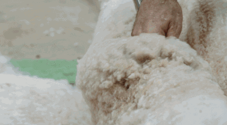 04.gif