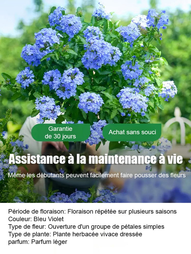 Graines de Plumbago rampant, floraison toute l'année, parfum envoûtant