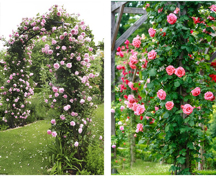 Romantischer Garten mit blühenden Kletterrosen