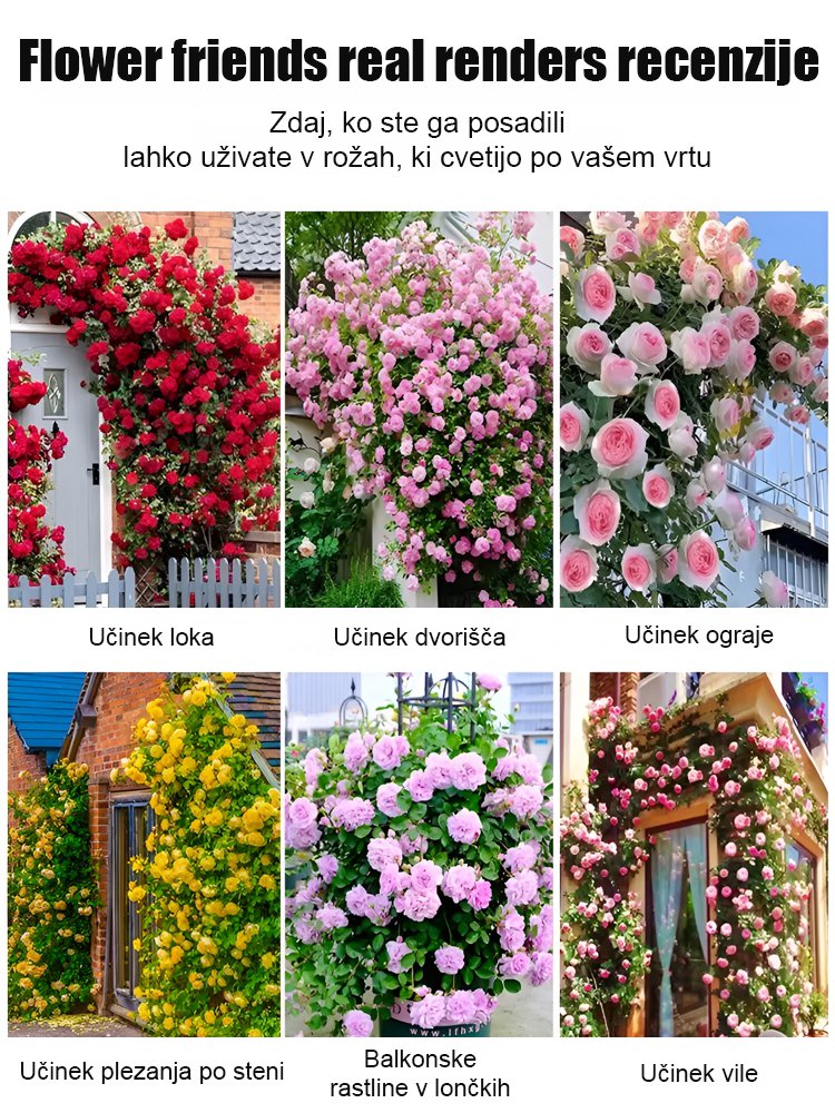 Plezajoča trta cvetlična semena vrtnic