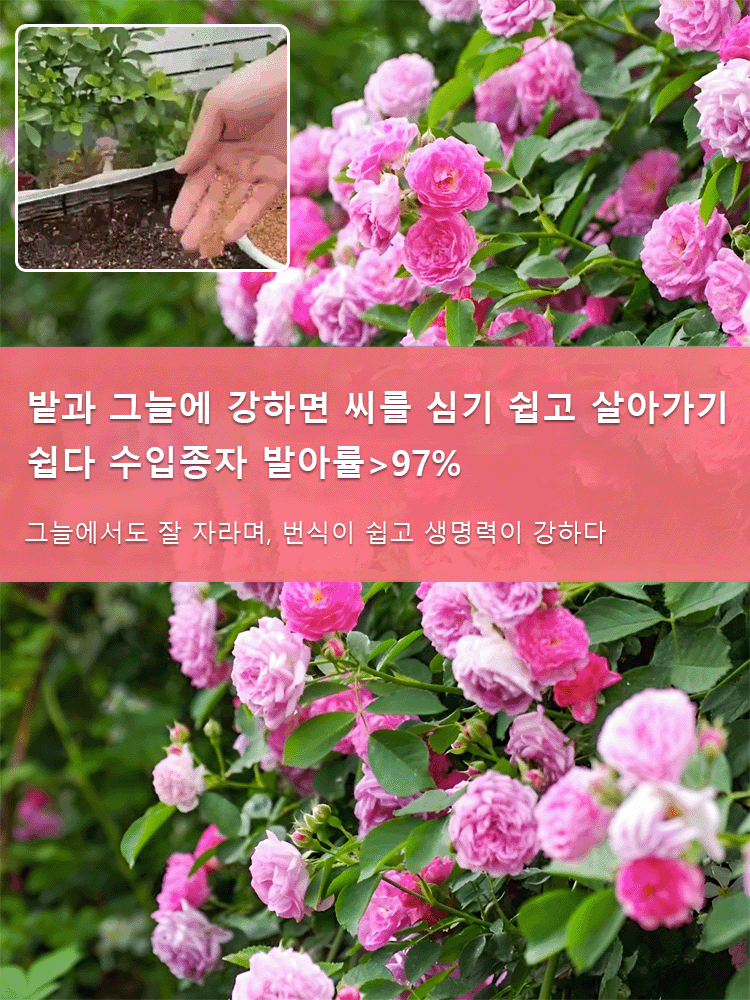 【연중 개화】덩굴 장미 씨앗