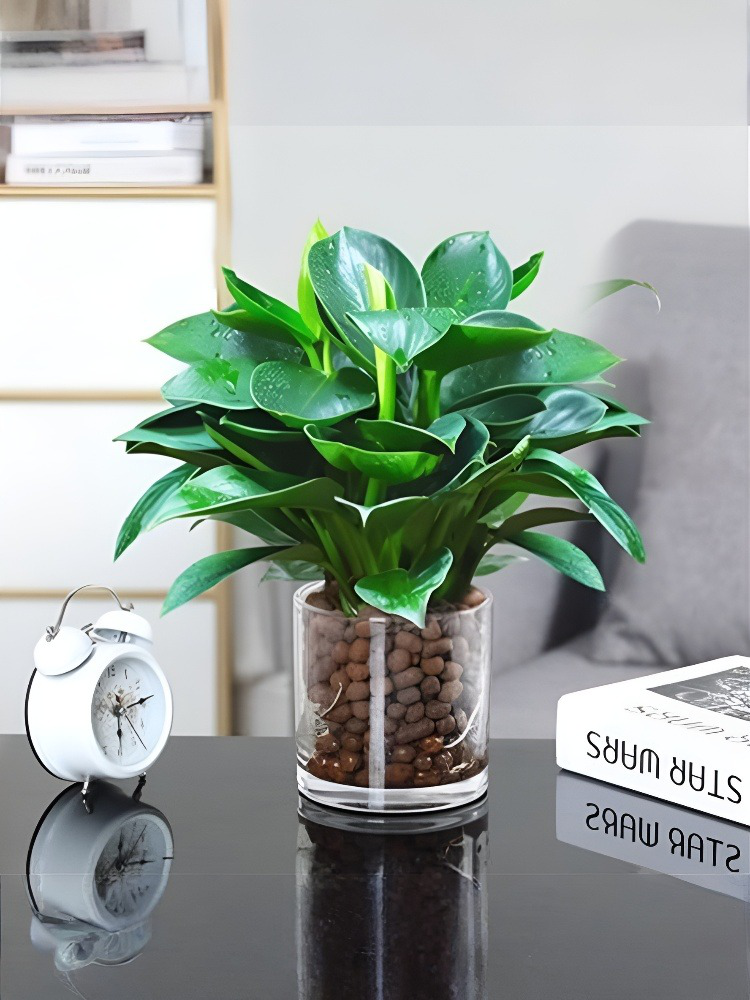 [Der "Luftreiniger" der Pflanzenwelt] 10-15cm große Grünpflanzen