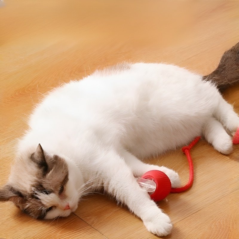 インテリジェントで退屈な猫が犬のボールをからかう