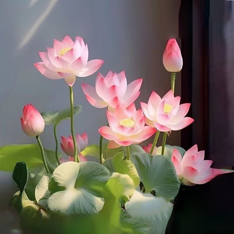 Hydroponic flowers, water fed seasonal lotus flowers