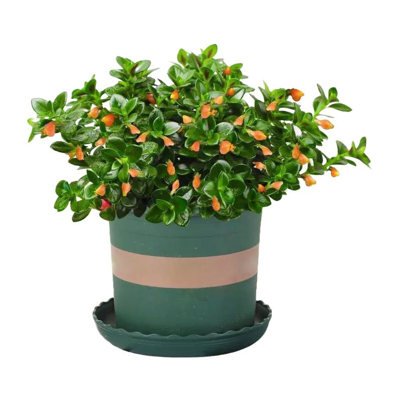 【蚊よけ】キンギョの花のつる蘭は寒さに耐え、熱に耐えてホルムアルデヒドを吸収し、生きやすい苗木を育てることができる