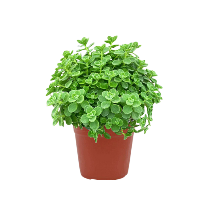 Indoor purification touch fragrance