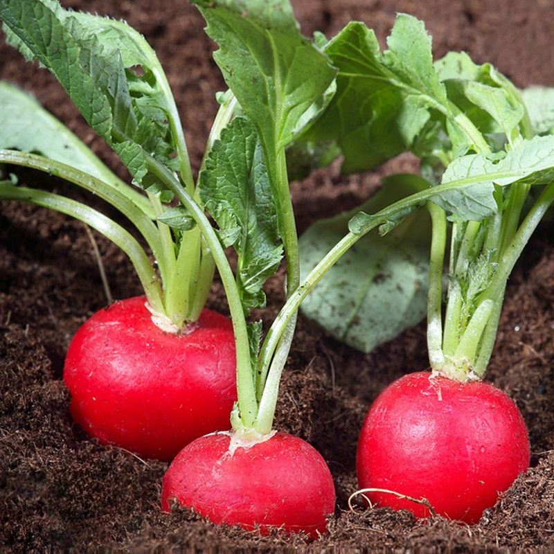 Red Skin White Flesh Cherry Radish Seeds