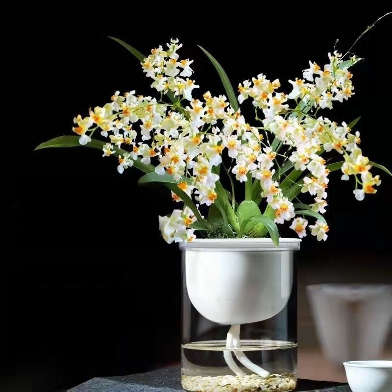 水耕四季開花香水文心蘭