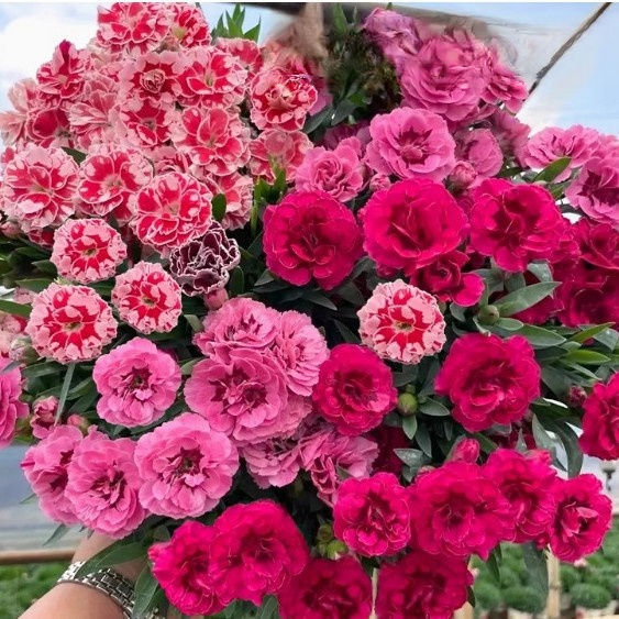 カーネーション