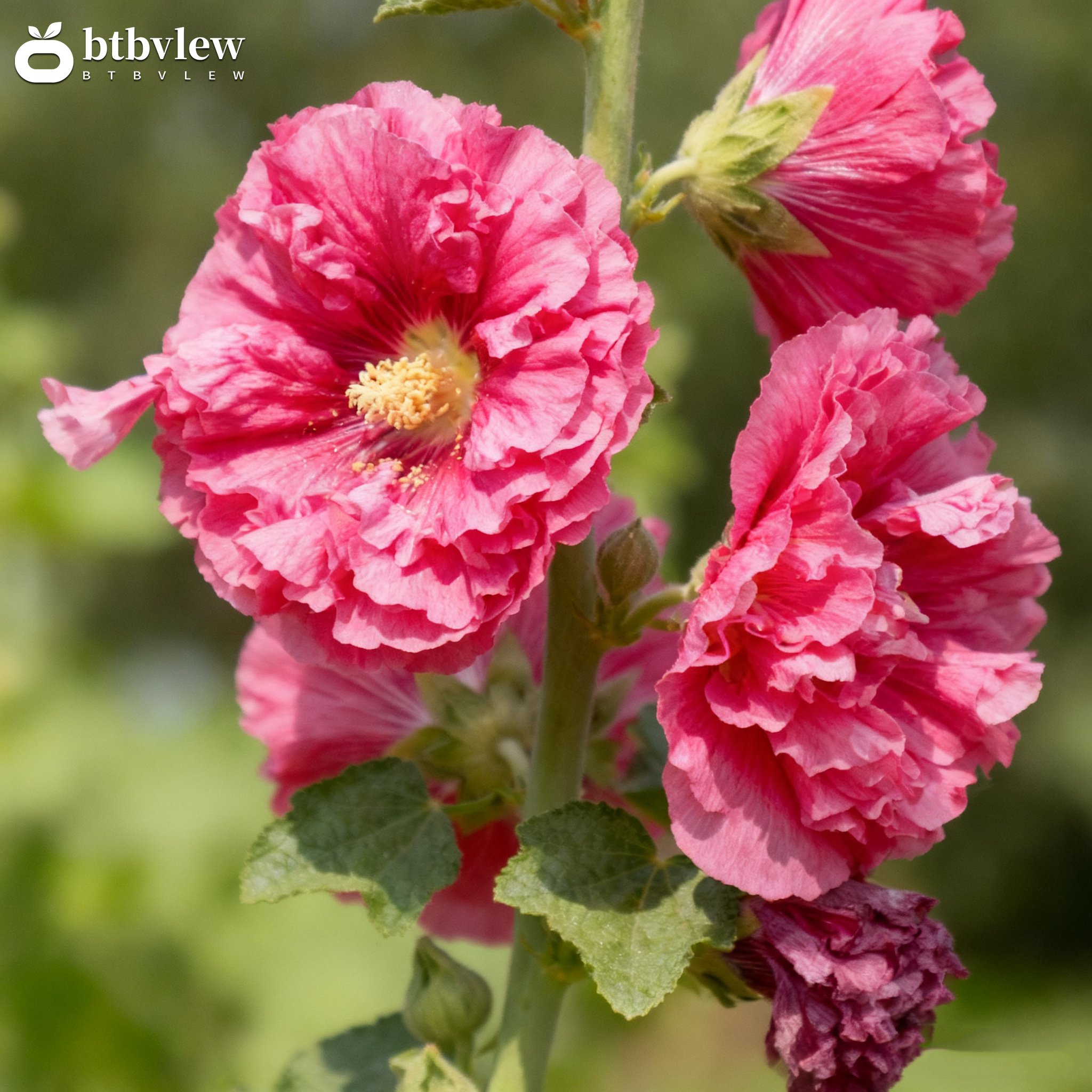 Dvojitě kvetoucí sléz Alcea v plném květu