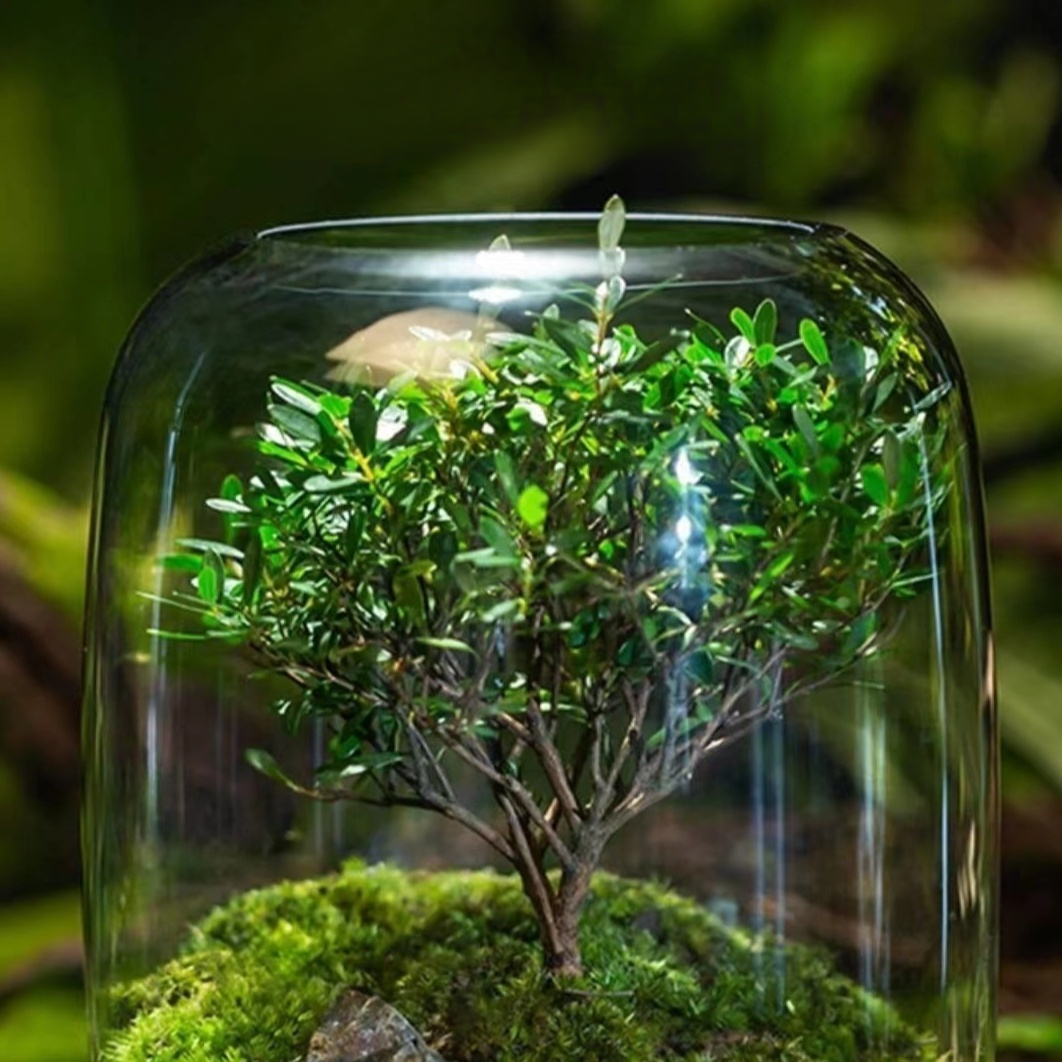 ミクロ景観エコボトル花瓶盆栽