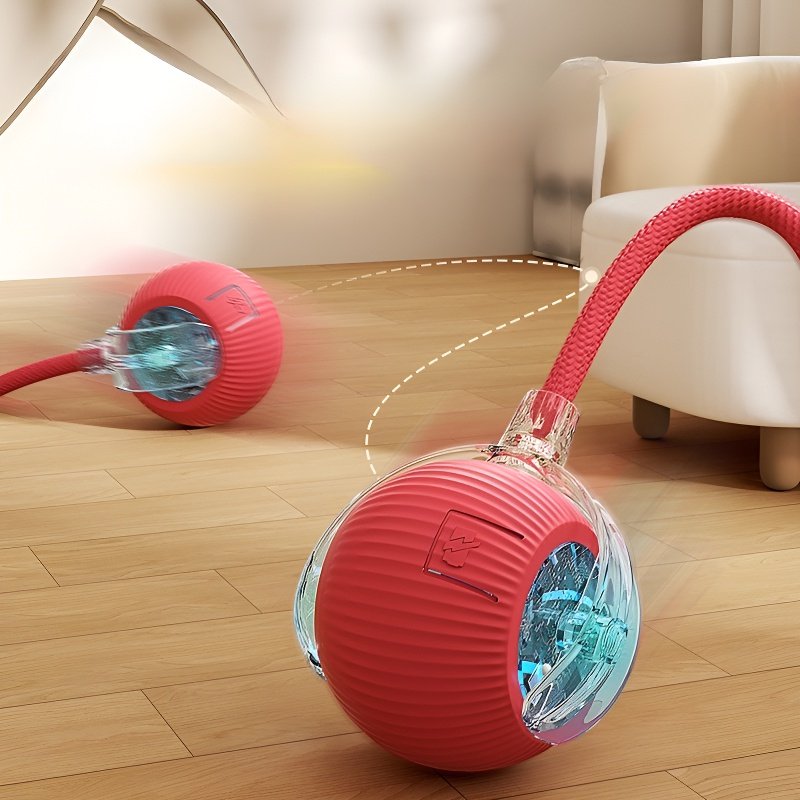 Pour passer le temps, promenez le chat, jouez avec le chien et jouez à la balle.