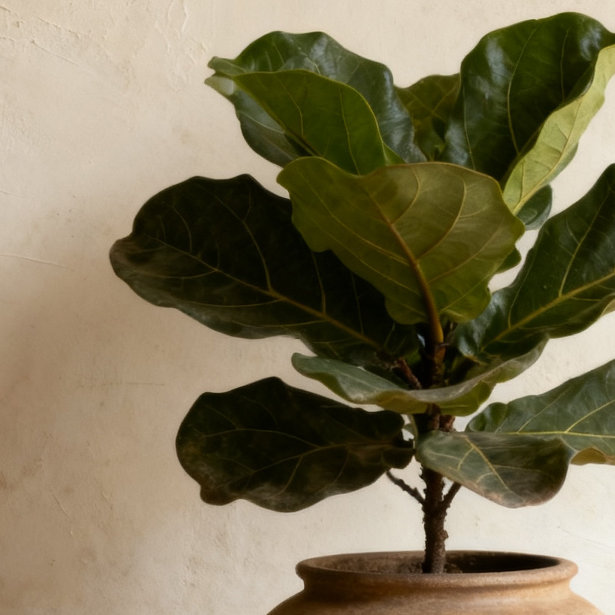 มะกรูดใบเปียโน แฮนซ์ ใบสดใหม่คุณภาพสูง