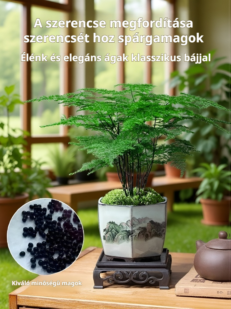 Aszparágusz mag