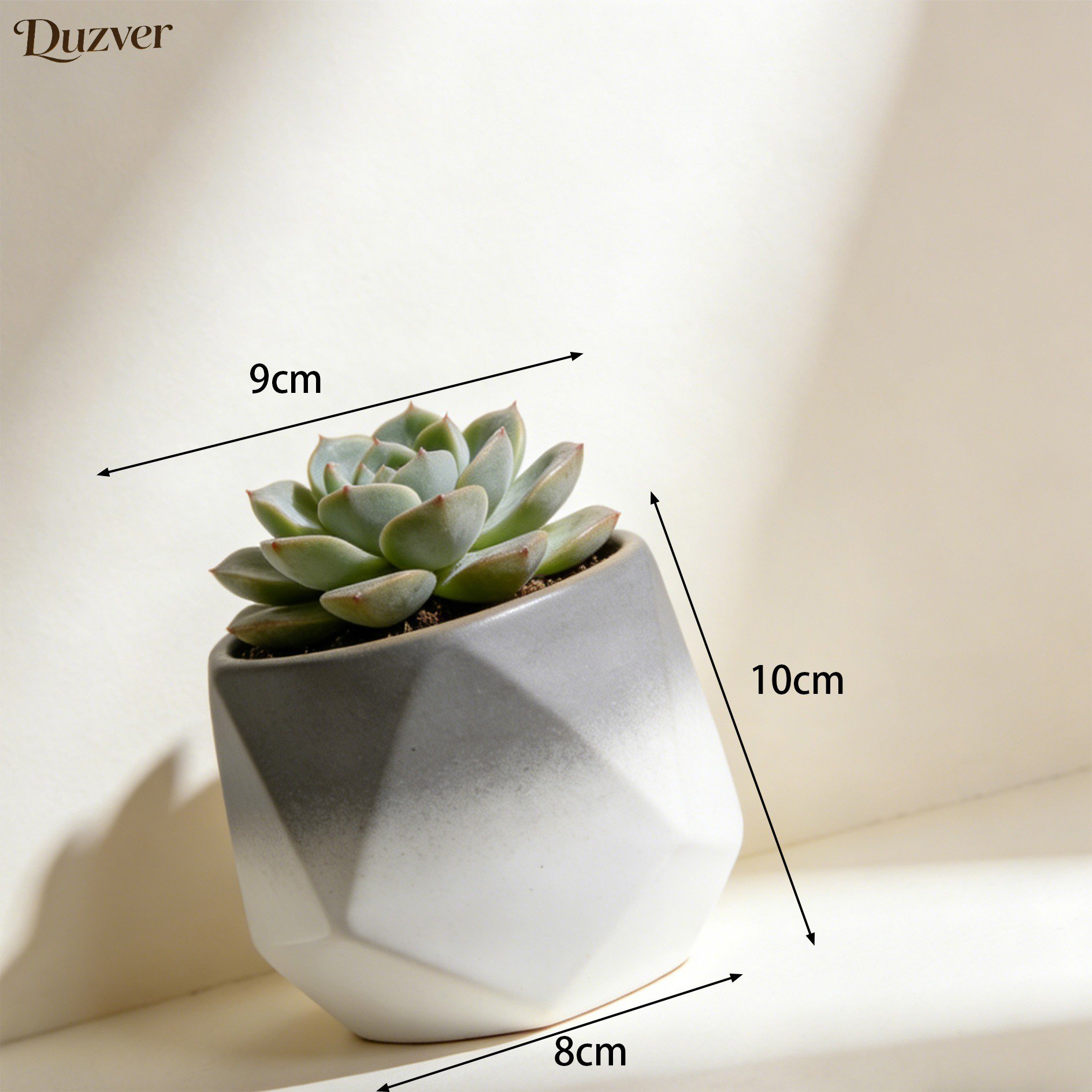 多肉盆栽 (2).jpg