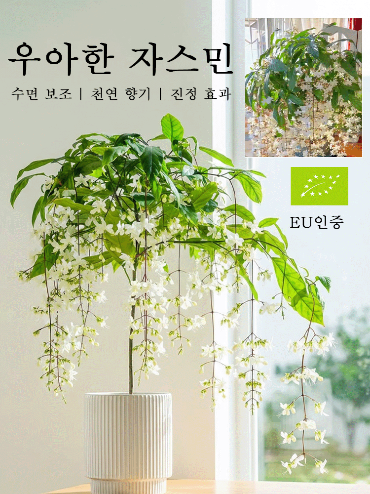 【향기 폭발】늘어지는 자스민 씨앗