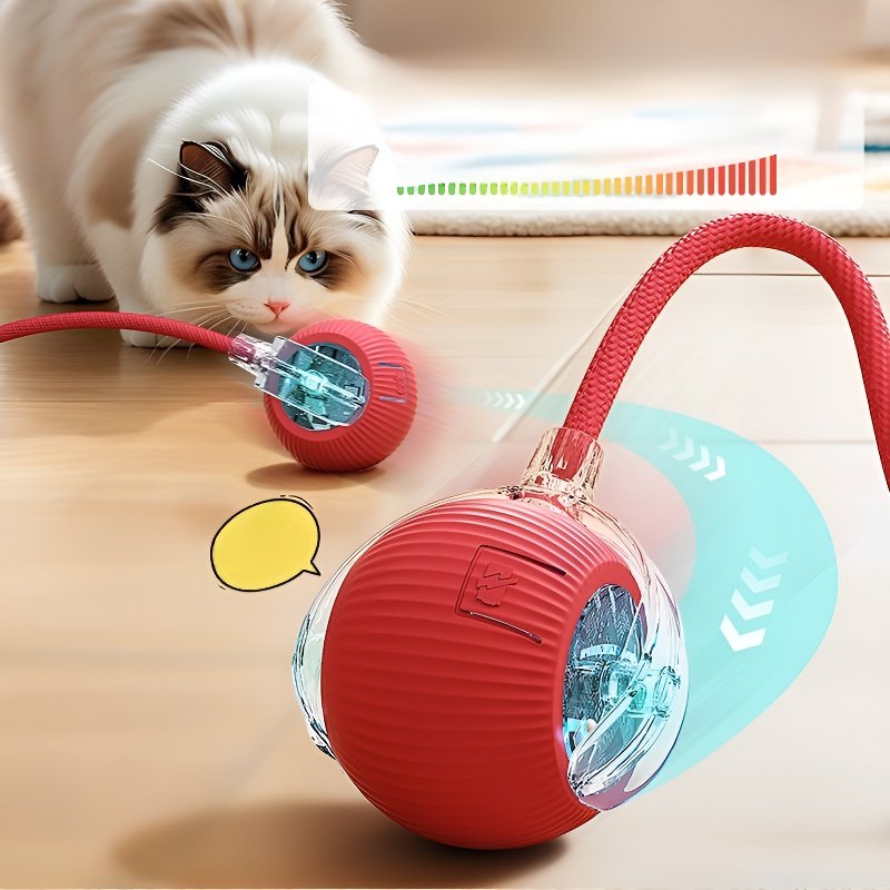 Pour passer le temps, promenez le chat, jouez avec le chien et jouez à la balle.