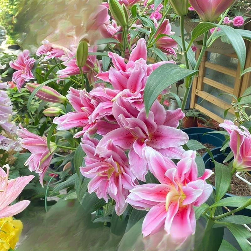 Lirios de interior en maceta