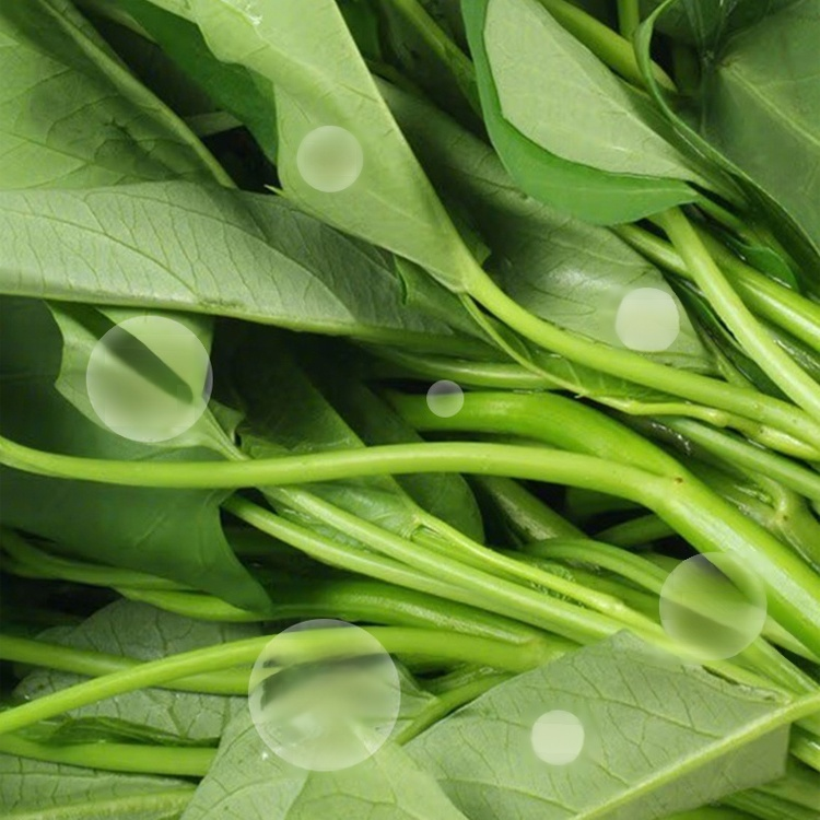 Semillas frescas de espinaca de agua de hoja grande, cosecha semestral 