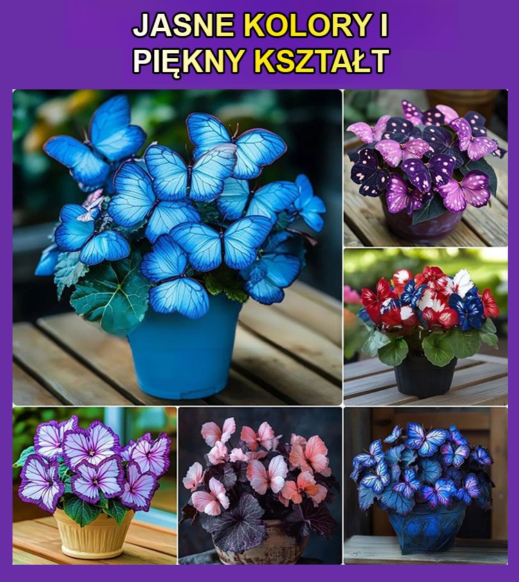 Nasiona Księżycowego Motyla