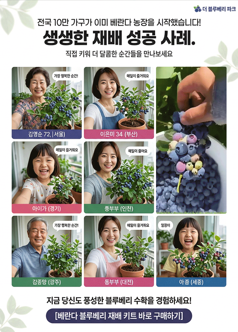 【천연 약재 창고】사계절 재배 가능한 발코니 화분 블루베리 씨앗