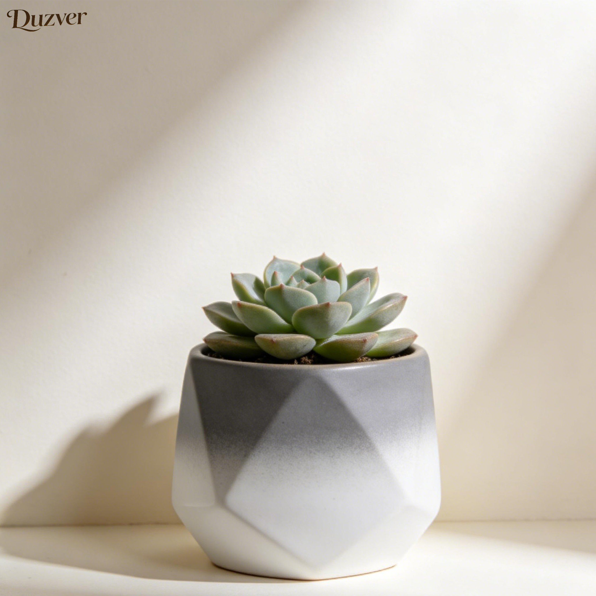 Mini Sukkulenten Pflanzen Topf