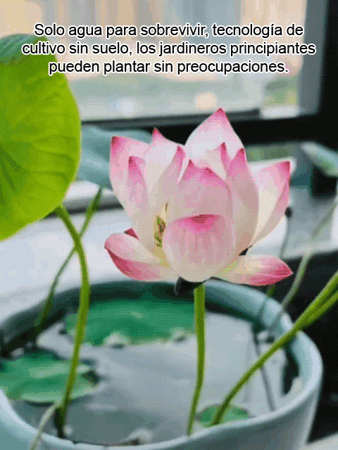 Semillas de loto acuático ornamental 
