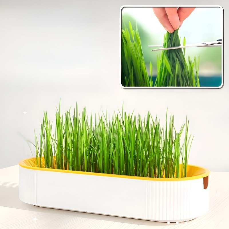 Caja para cultivar hierba para gatos sin tierra