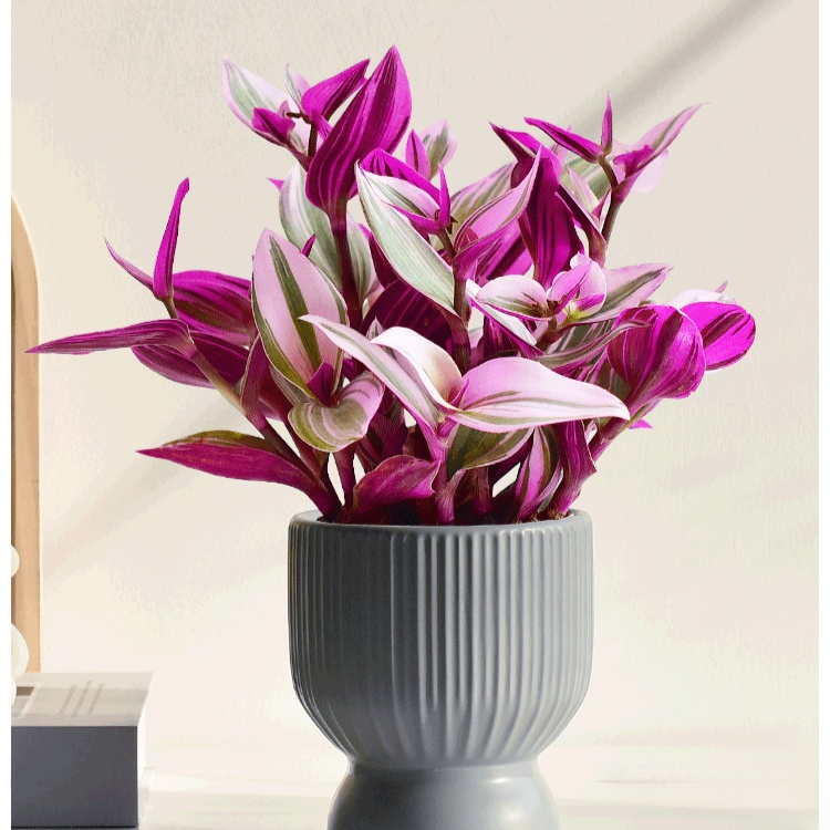 보라색 거미식물 (화분)