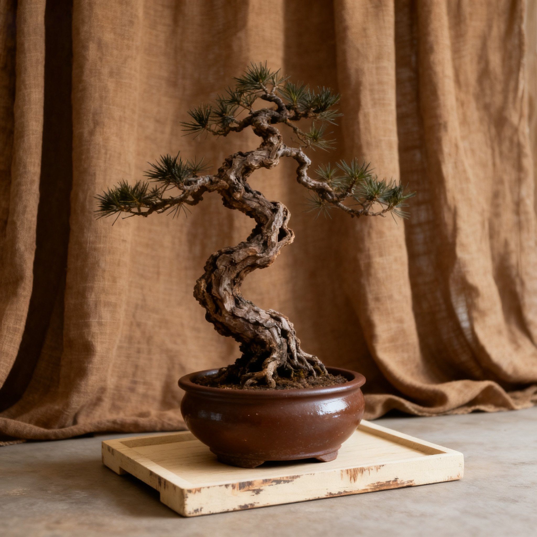 บอนไซต้นสนขนาดเล็กตกแต่งห้องนั่งเล่น