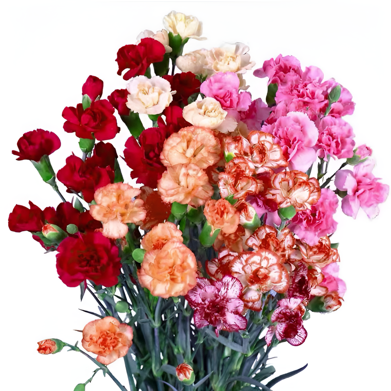 Claveles frescos rosados