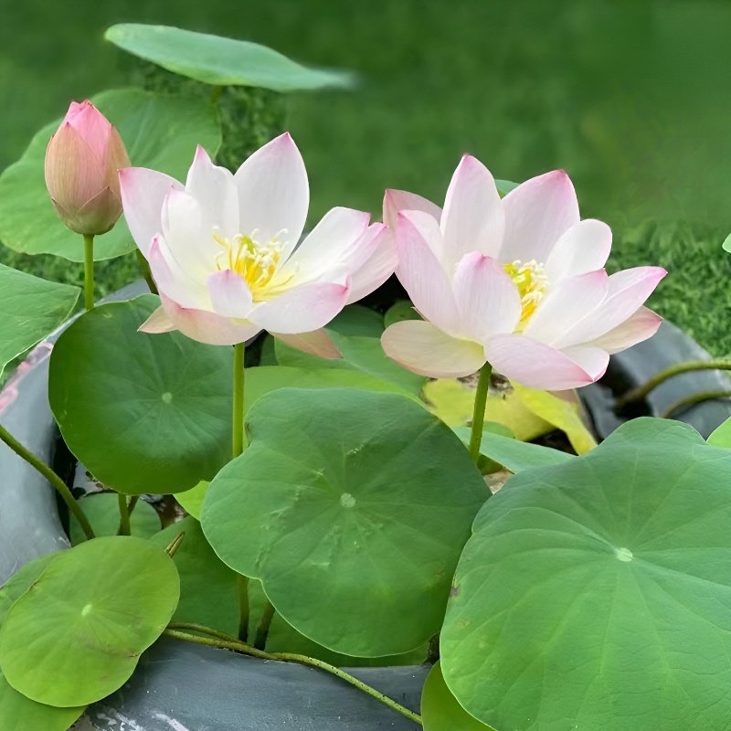 실내 수경재배 화분 연꽃씨