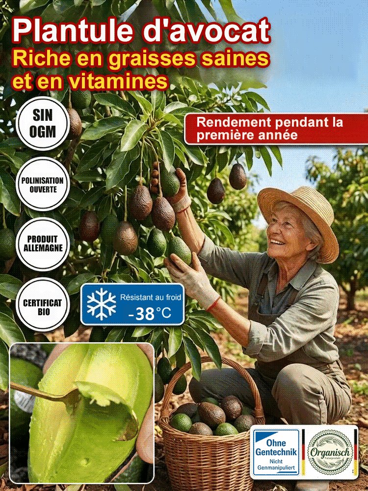 Avocatier Hass "Récolte Express" : Le Seul Arbre qui Résiste à -38°C