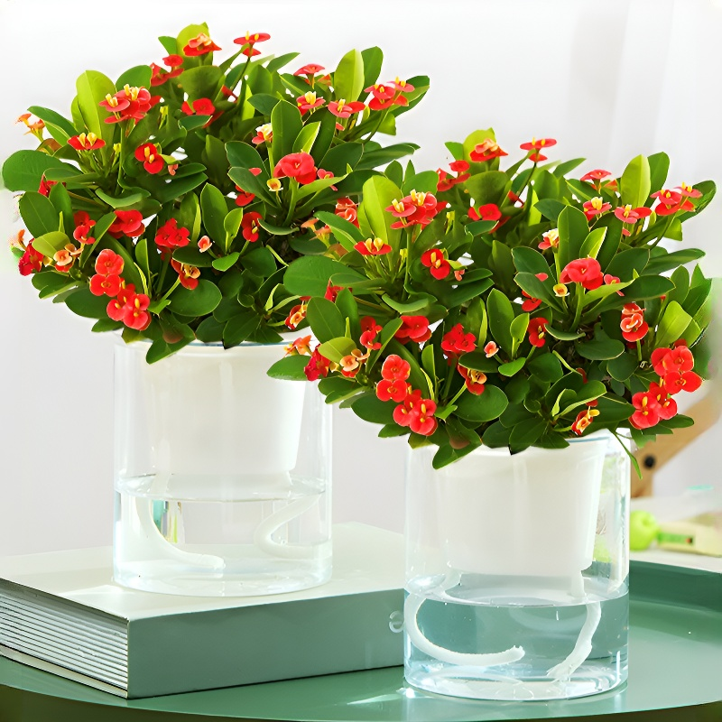 四季開花虎刺梅盆栽