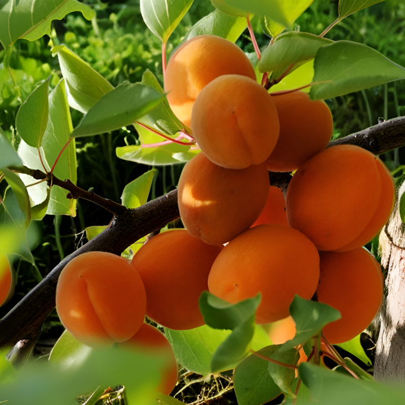 엄선된 가행 산살구씨