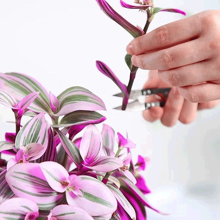 優雅油畫吊蘭室內花卉