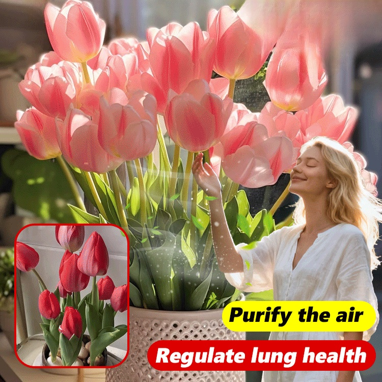 Balcony Tulip Bulbs for Planting