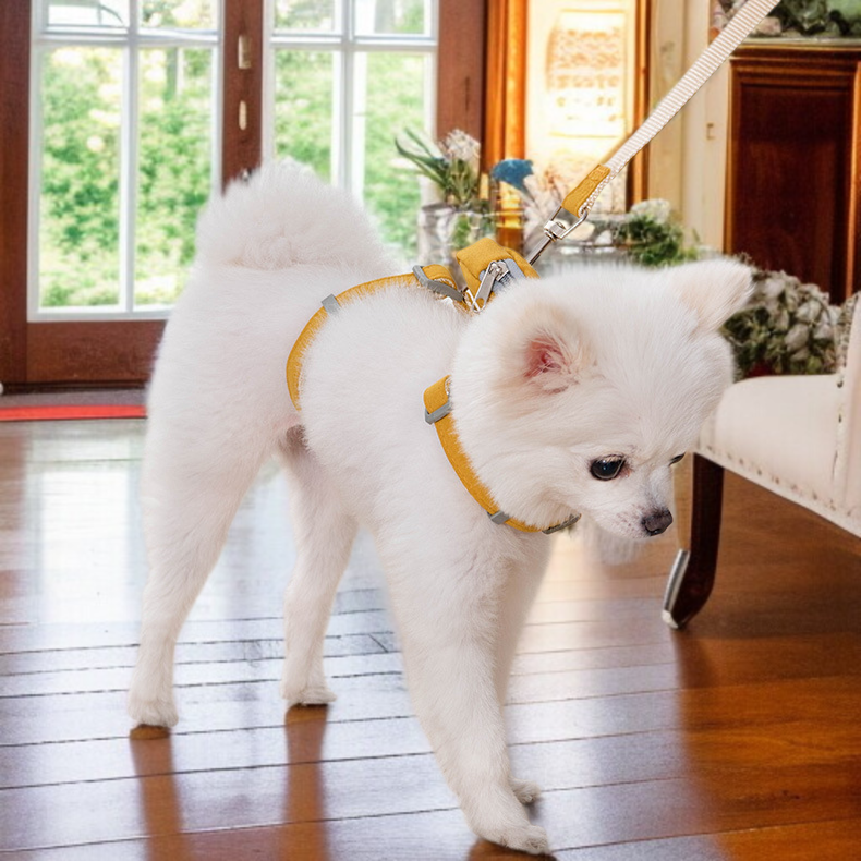 犬がバックパックを装着して散歩している様子