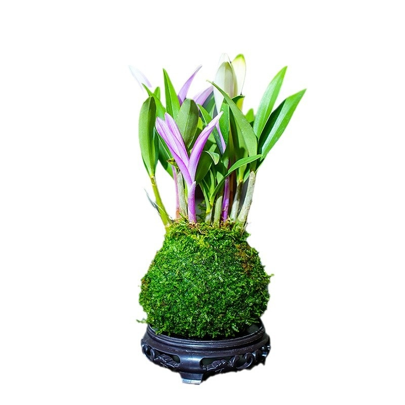 Perfume Dendrobium improves sleep, green plants purify air