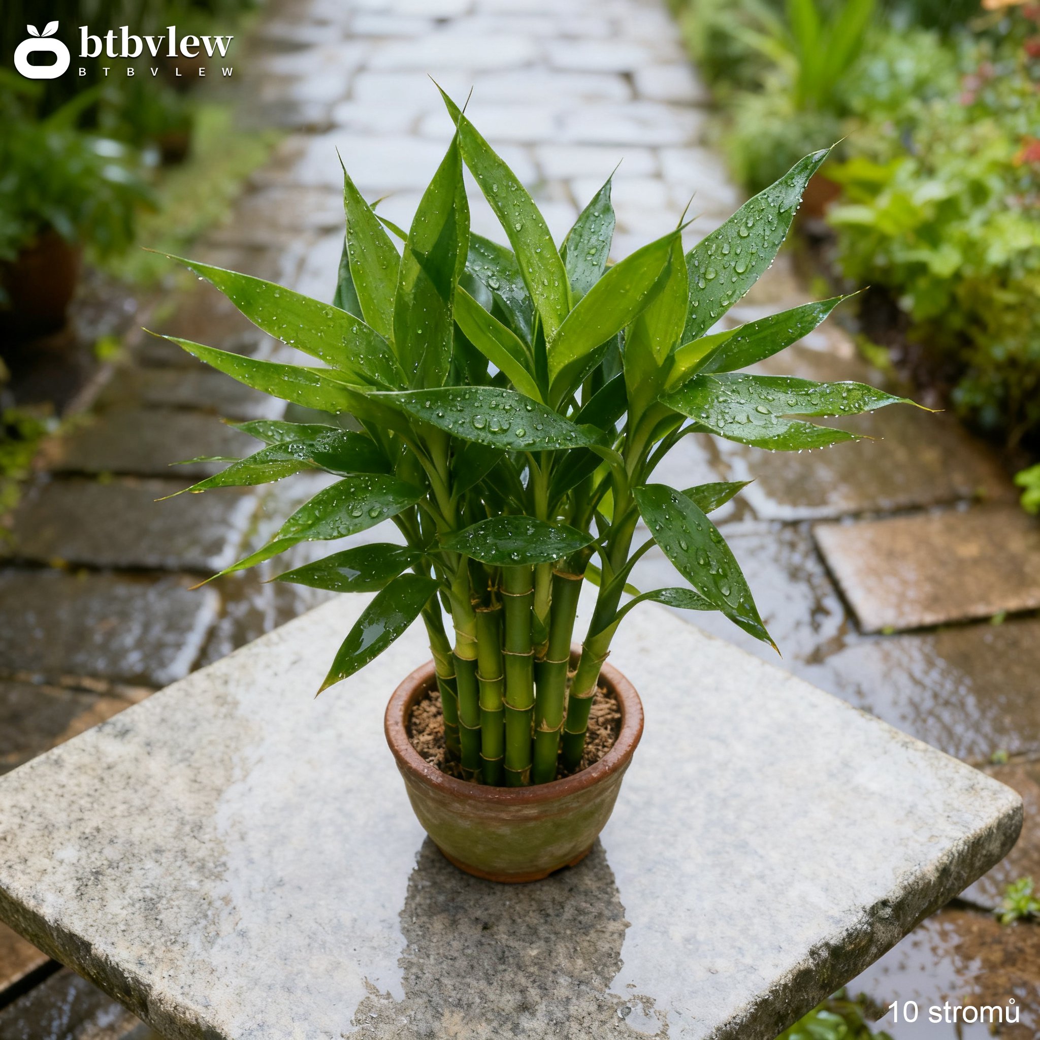 Bambus pro prosperitu